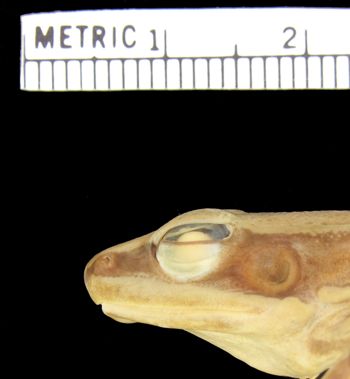 Media type: image; Herpetology A-8809